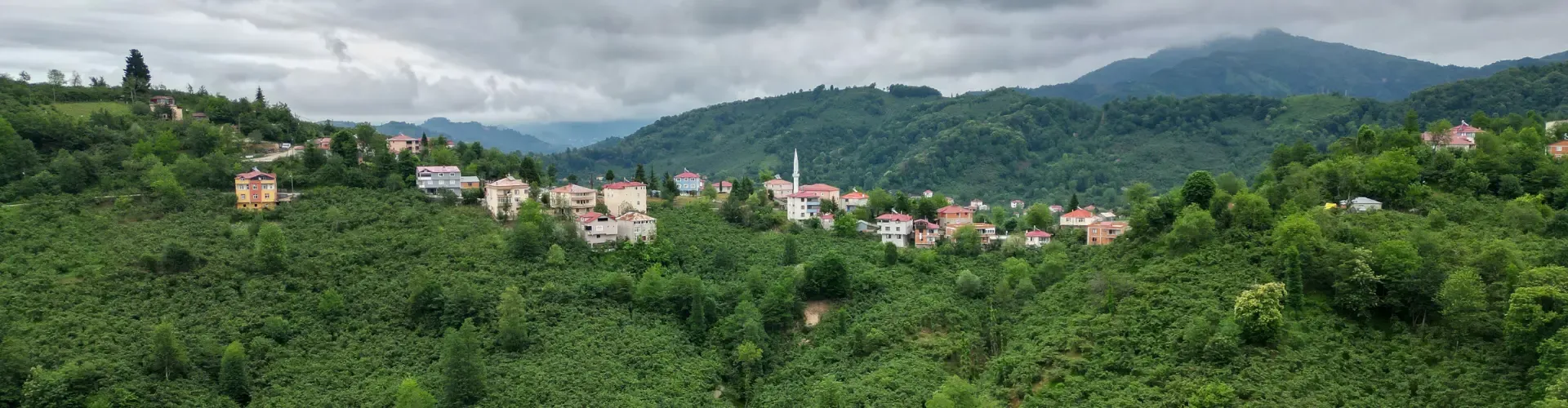 Hazelnut orchards and village houses on the green hills of Giresun